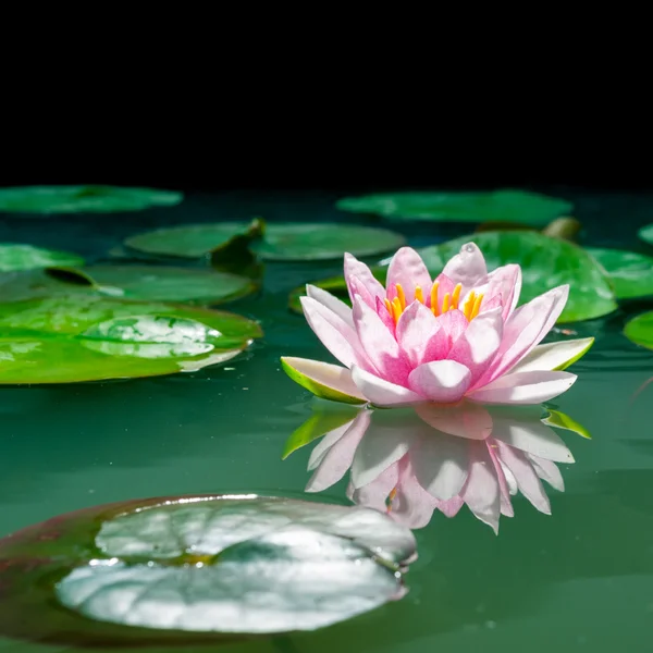 En vacker rosa näckros eller lotus blomma i damm — Stockfoto