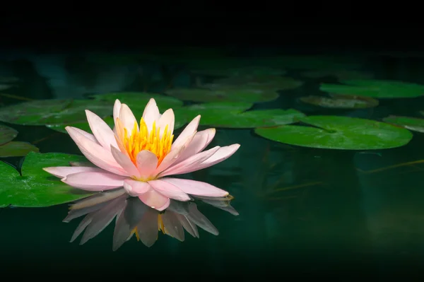 Una hermosa flor de loto o nenúfar rosa en el estanque — Foto de Stock