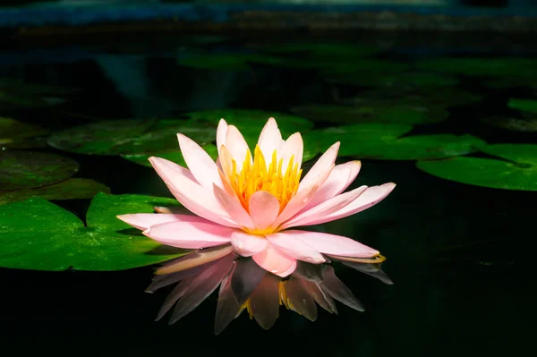 Gölet siyah ve WHI bir güzel pembe nilüfer veya lotus çiçeği — Stok fotoğraf