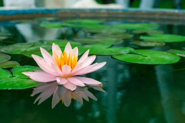 Krásný růžový leknín nebo lotus květina v rybníku — Stock fotografie