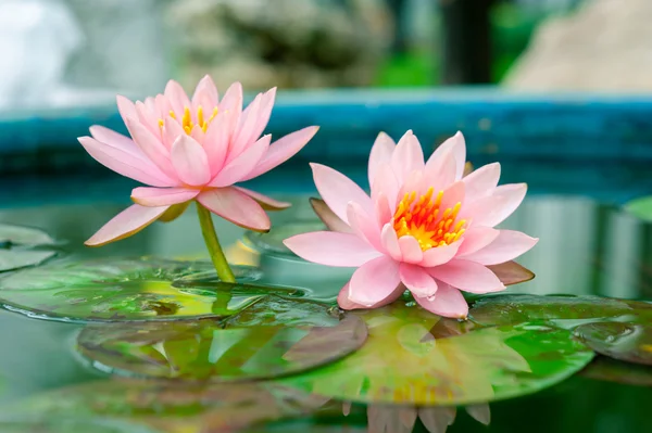 美丽的粉红色睡莲或莲花花，在池塘里 — 图库照片
