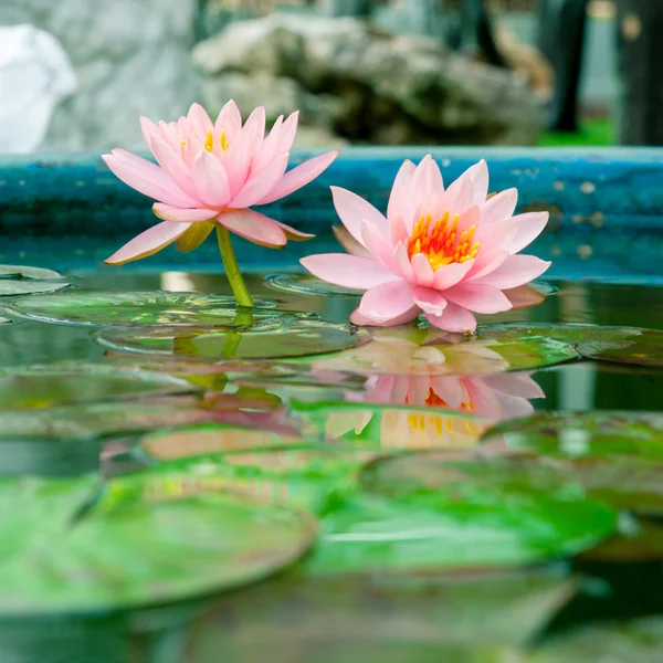 Havuzda bir güzel pembe nilüfer veya lotus çiçeği — Stok fotoğraf