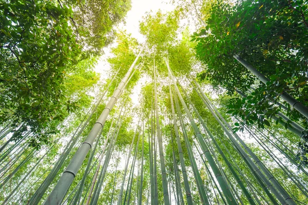 Bosque de bambú, bosque de bambú en Arashiyama, Kyoto, Japón —  Fotos de Stock