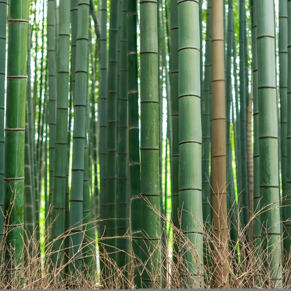 Padrão de floresta de bambu — Fotografia de Stock