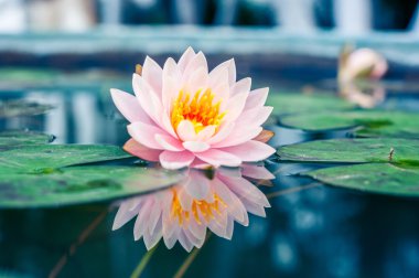 Havuzda bir güzel pembe nilüfer veya lotus çiçeği