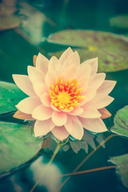 gölet vintage fotoğraf içinde bir güzel pembe nilüfer veya lotus çiçeği