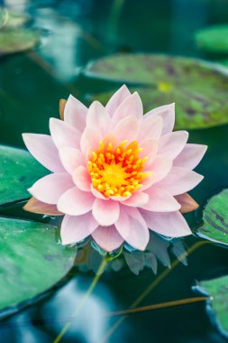 Havuzda bir güzel pembe nilüfer veya lotus çiçeği