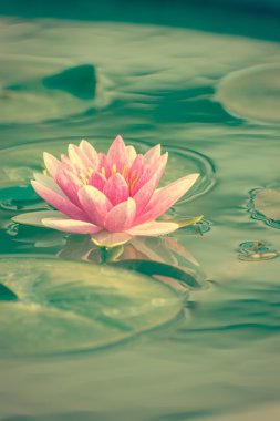 gölet vintage fotoğraf içinde bir güzel pembe nilüfer veya lotus çiçeği