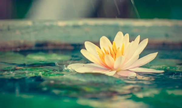 Waterlily ou flor de lótus em uma lagoa com chuva cair pastel ou vin — Fotografia de Stock
