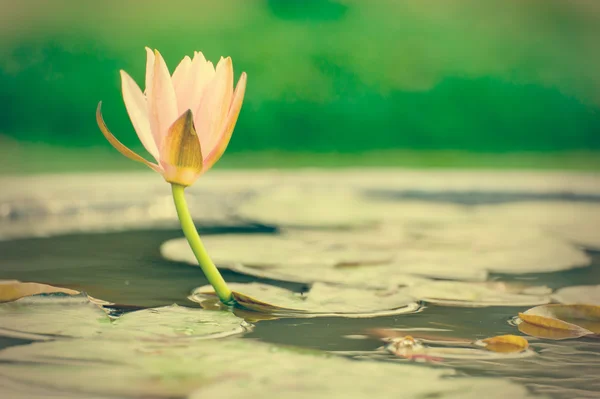 Näckros eller lotus blomma i en damm med regn droppe pastell eller vin — Stockfoto