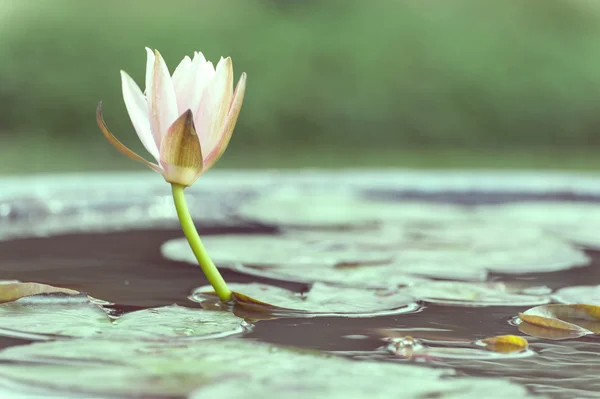 Nenúfar o flor de loto en un estanque con gota de lluvia pastel o vin —  Fotos de Stock