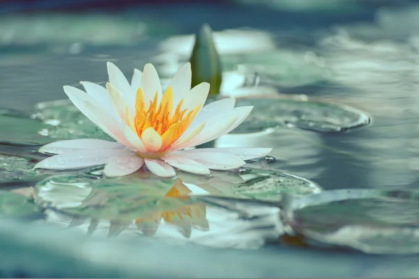 Nenúfar o flor de loto en un estanque con gota de lluvia pastel o vin — Foto de Stock