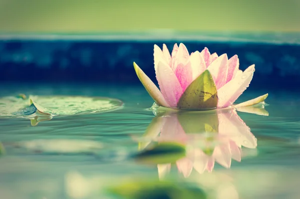 Una hermosa flor de loto o nenúfar rosa en el estanque —  Fotos de Stock
