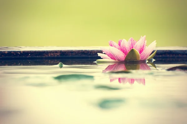 Una hermosa flor de loto o nenúfar rosa en el estanque —  Fotos de Stock