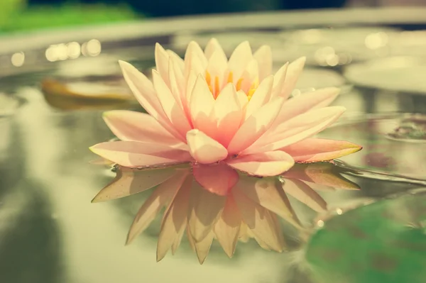 A beautiful pink waterlily or lotus flower in pond — Stock Photo, Image