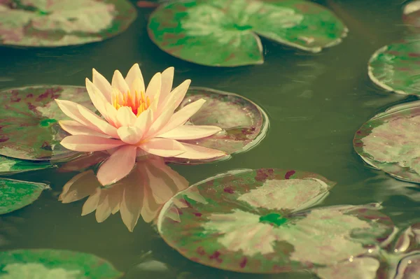 En vacker rosa näckros eller lotus blomma i damm — Stockfoto