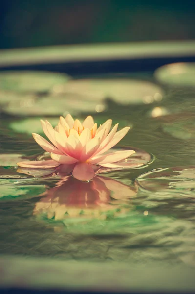Krásný růžový leknín nebo lotus květina v rybníku — Stock fotografie