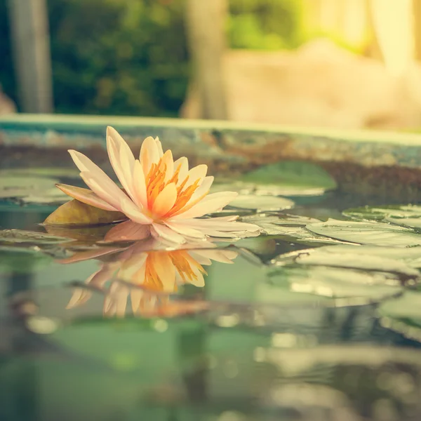 Een mooie roze waterlily of lotus bloem in vijver vintage foto — Stockfoto