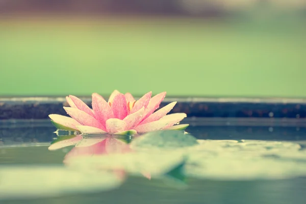 Una hermosa flor de agua rosa o flor de loto en estanque foto vintage —  Fotos de Stock