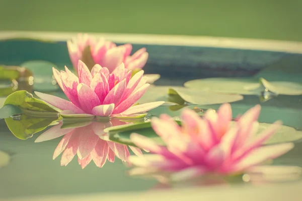 En vacker rosa näckros eller lotus blomma i dammen vintage Foto — Stockfoto