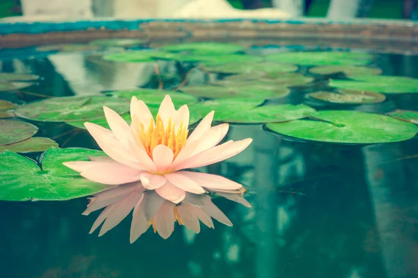 A beautiful pink waterlily or lotus flower in pond vintage photo — Stock Photo, Image