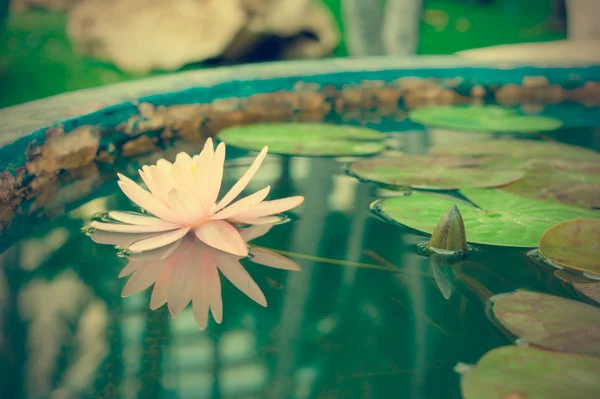 Красива рожева лілія або квітка лотоса в ставку старовинні фото — стокове фото