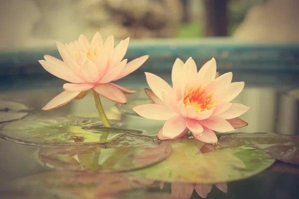 A beautiful pink waterlily or lotus flower in pond vintage photo — Stock Photo, Image