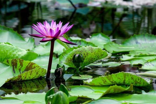 Schöne rosa und weiße Lotusseerose im Teich — Stockfoto