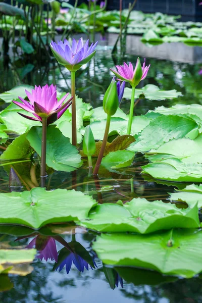 Lírio de água de lótus rosa bonita na lagoa — Fotografia de Stock