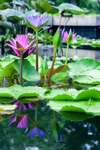 美しいピンクの蓮の池で睡蓮 — ストック写真