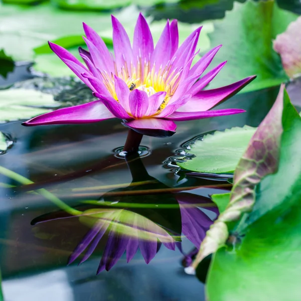 Hermosa rosa lirio de agua de loto en el estanque —  Fotos de Stock