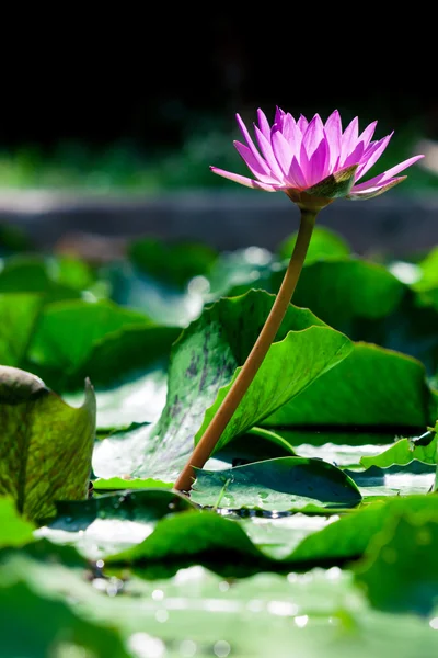 Hermosa rosa lirio de agua de loto en el estanque —  Fotos de Stock