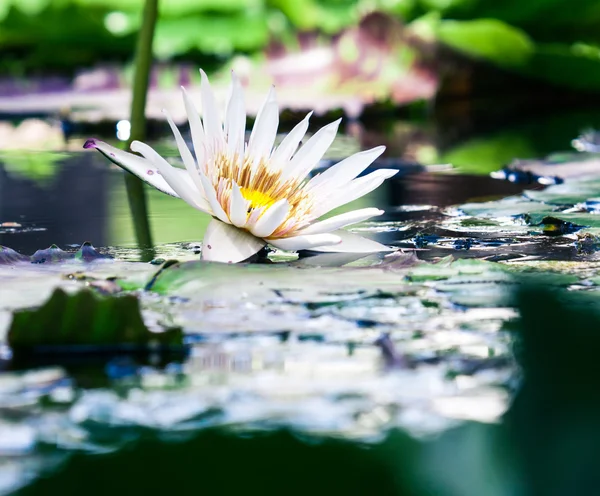 Beautiful white lotus water lily in pond — Stock Photo, Image