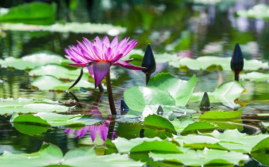 güzel pembe lotus gölet nilüfer