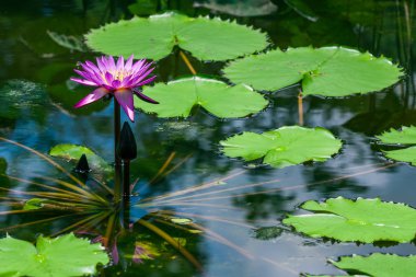 güzel pembe lotus gölet nilüfer