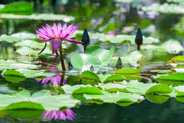 美しいピンクの蓮の池で睡蓮 — ストック写真