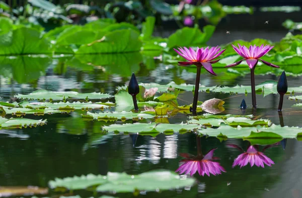 Schöne rosa Lotusseerose im Teich — Stockfoto