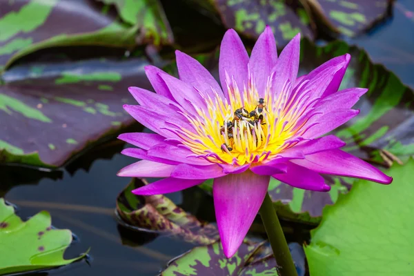 Group of bee sucking honey from pink lotus — Stock Photo, Image