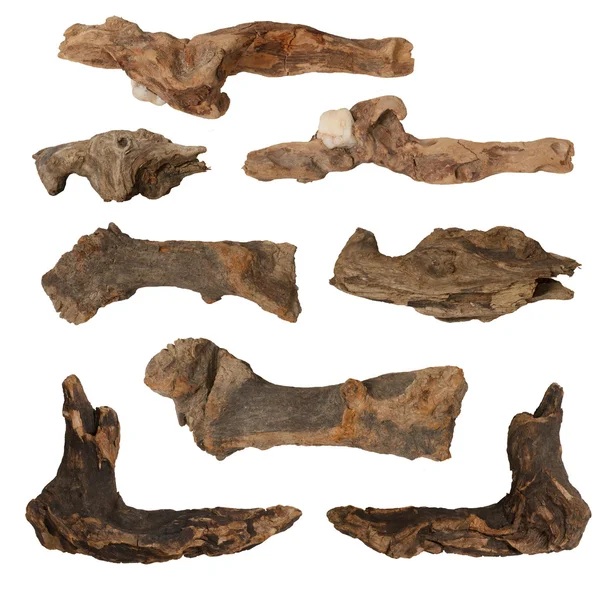 beyaz zemin üzerine izole makro ahşap kurutulmuş kökleri