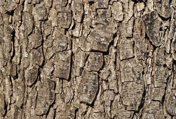 Bark detail — Stock Photo, Image