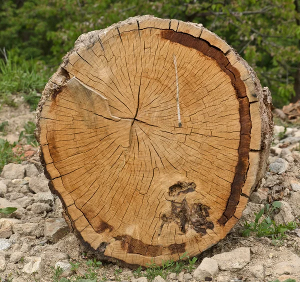 Trunchi de copac sectionat — Fotografie, imagine de stoc