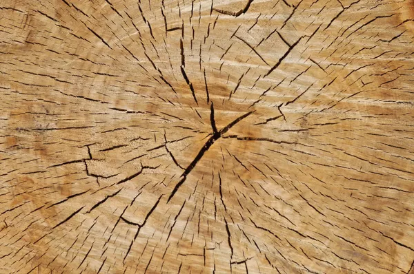 Cutted tree trunk wood texture — Stock Photo, Image