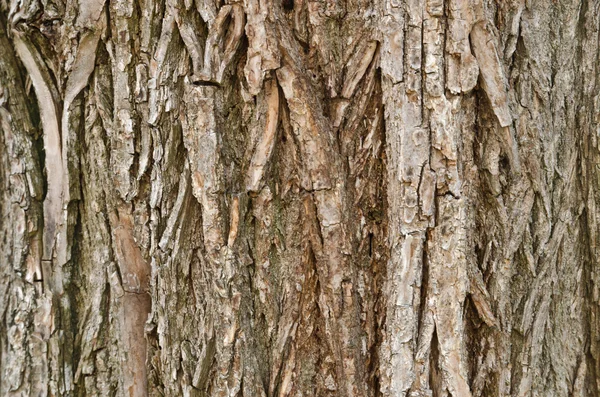 Bark detail — Stock Photo, Image