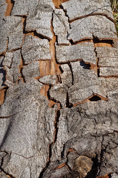 Bark detail — Stock Photo, Image