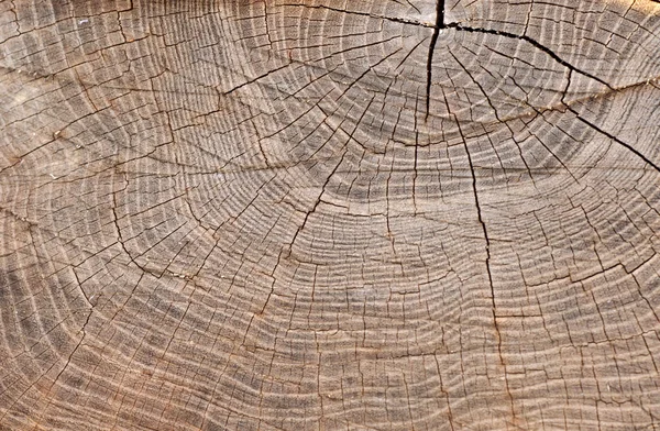 Cutted tree trunk wood texture — Stock Photo, Image