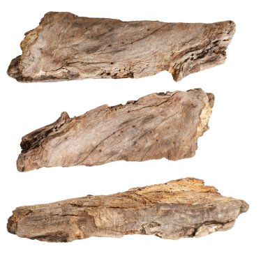 Beyaz arka plan üzerinde izole kuru dalları