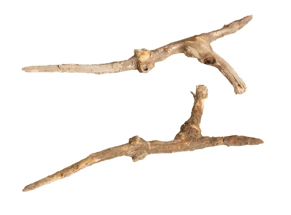 Beyaz arka plan üzerinde izole kuru dalları