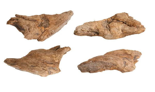 Beyaz arka plan üzerinde izole kuru dalları