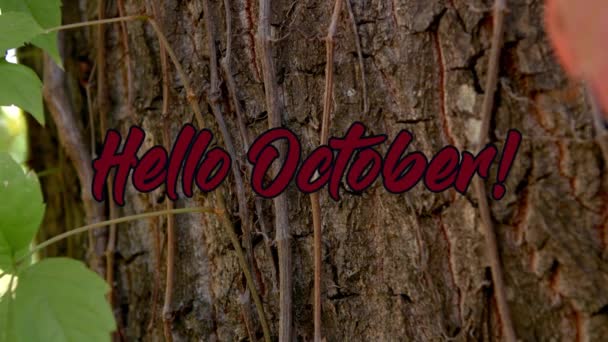 Hallo Oktober Textanimation Auf Herbst Hintergrund Auflösung Ultra — Stockvideo