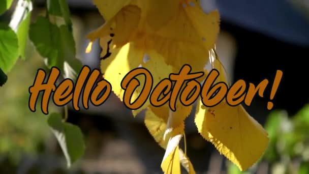 Hello October Text Animation Autumn Background Resolution Ultra — Stock Video